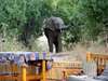 Mwamba Bush Camp - Wild Visitors 
